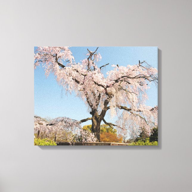Japan, Kyoto. Gråtande körsbärsträd under blå himm Canvastryck (Framsida)