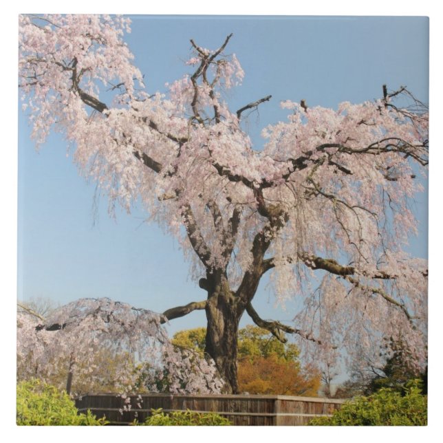 Japan, Kyoto. Gråtande körsbärsträd under blå himm Kakelplatta (Framsidan)