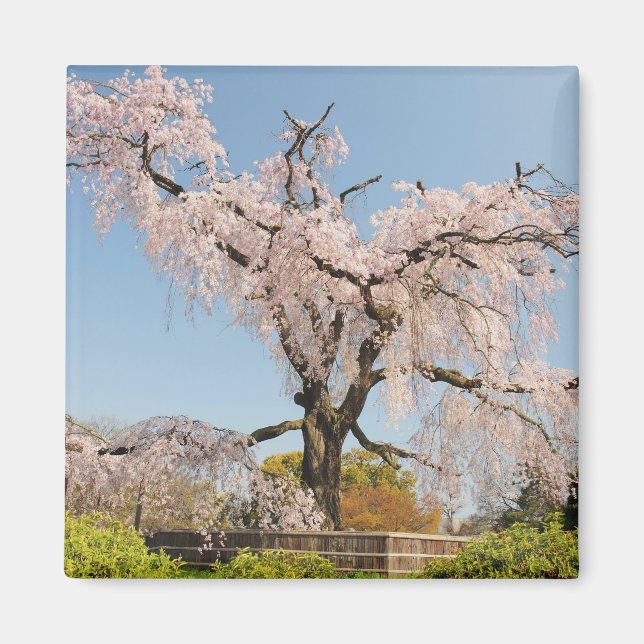 Japan, Kyoto. Gråtande körsbärsträd under blå himm Magnet (Framsidan)