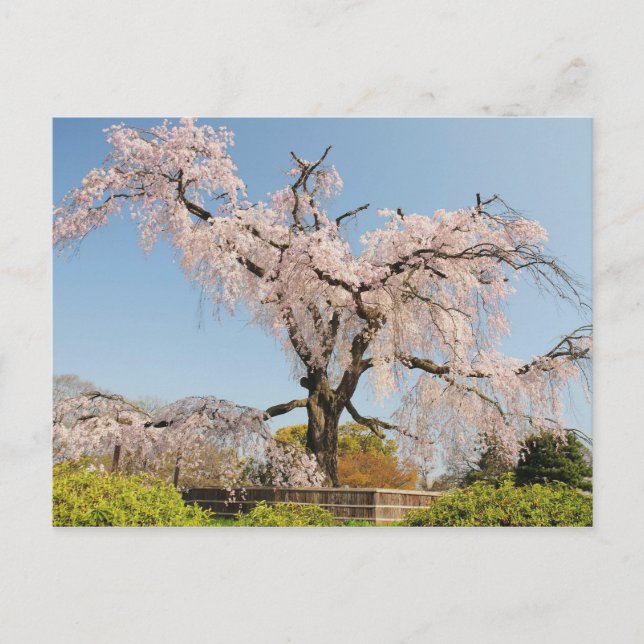 Japan, Kyoto. Gråtande körsbärsträd under blå himm Vykort (Framsida)