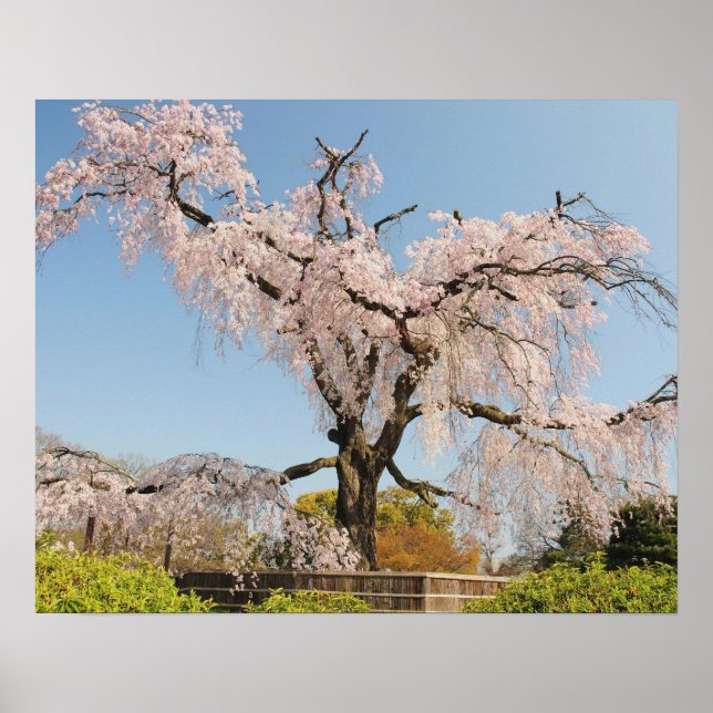 Japan, Kyoto. Hängande körsbärsträd under blå himm Poster (Framsidan)