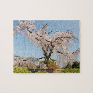 Japan, Kyoto. Sorgkörsbärsträd under blå himmel Pussel