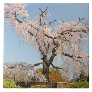 Japan, Kyoto. träd under blå himmel Kakelplatta