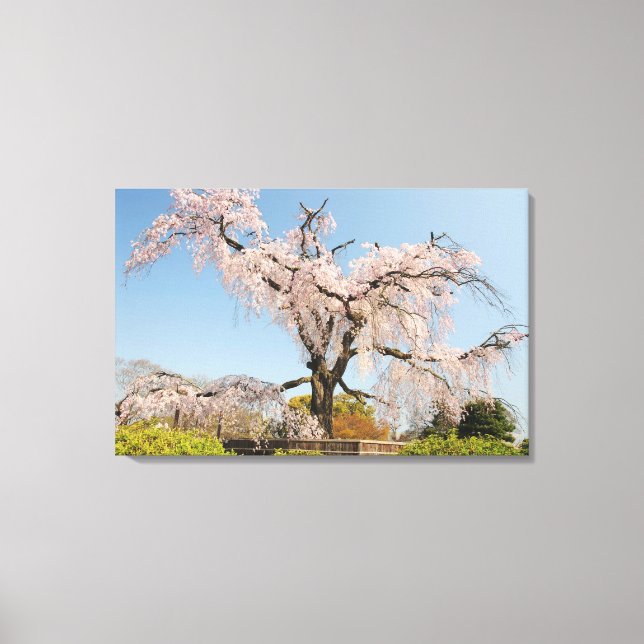 Japan, Kyoto. Vapenkörsbär träd under blå himmel Canvastryck (Framsida)