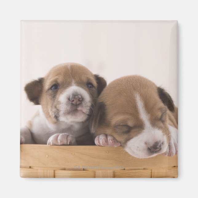 Japan Magnet (Framsidan)