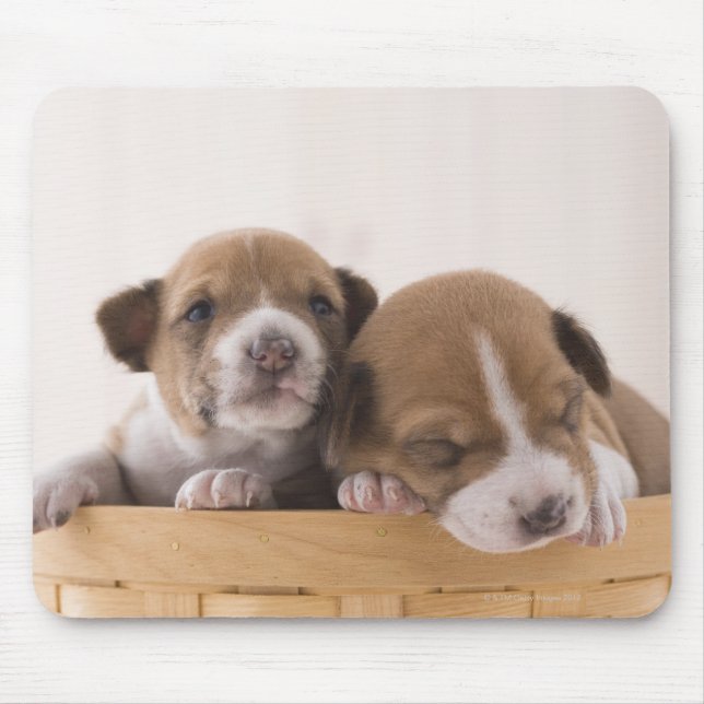 Japan Musmatta (Framsidan)