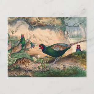 Japan Pheasant av Joseph Varg Vykort