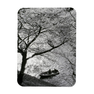 Japan, Tokyo. Körsbärsblommor i det kejserliga Magnet