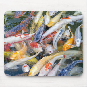 Japan Tokyo, närbildsimningfisk Musmatta