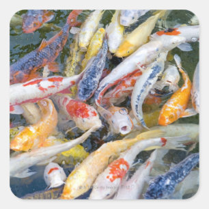 Japan, Tokyo, närliggande simfisk Fyrkantigt Klistermärke