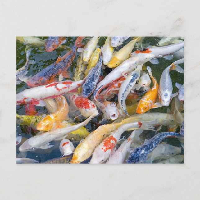 Japan, Tokyo, närliggande simfisk Vykort (Framsida)