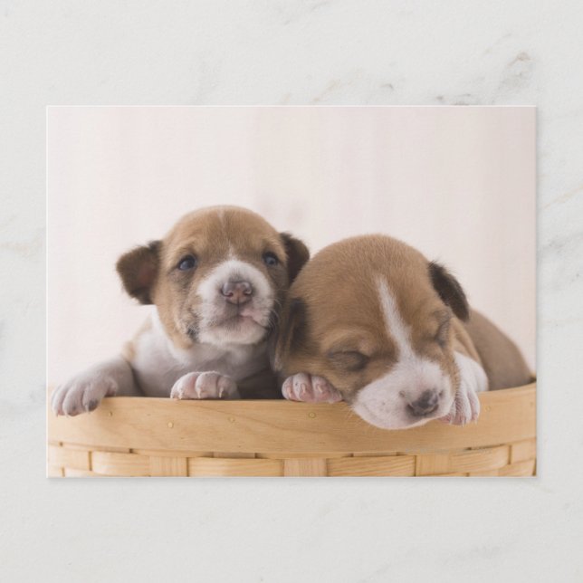 Japan Vykort (Framsida)