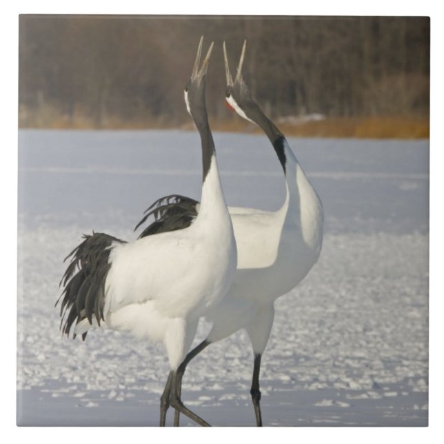 Japanen sträcker på halsen dans på snö kakelplatta (Framsidan)