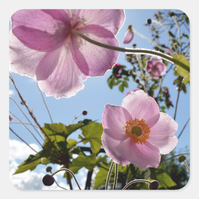Japanese Anemone Fyrkantigt Klistermärke (Framsida)