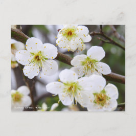 Japanese Apricot "Ryoku-gaku" [Postcard] Vykort