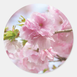 Japanese cherry blossoms runt klistermärke