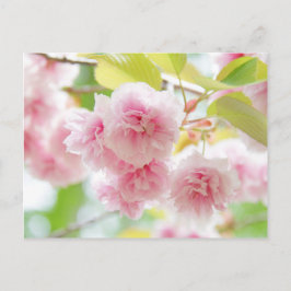 Japanese cherry blossoms vykort