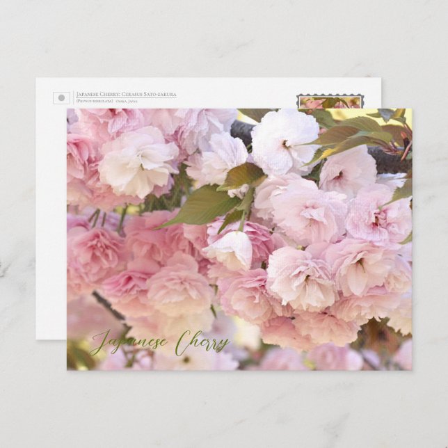 Japanese Cherry Vykort (Fram/baksida)