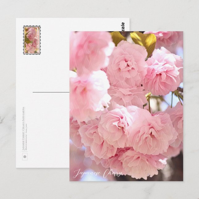 Japanese Cherry Vykort (Fram/baksida)