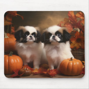 Japanese Chin Valp Höstglädje Pumpa Musmatta