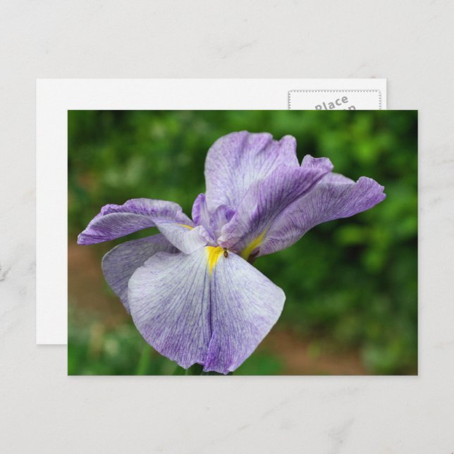 Japanese Iris Unfolding Flower Photography Vykort (Fram/baksida)