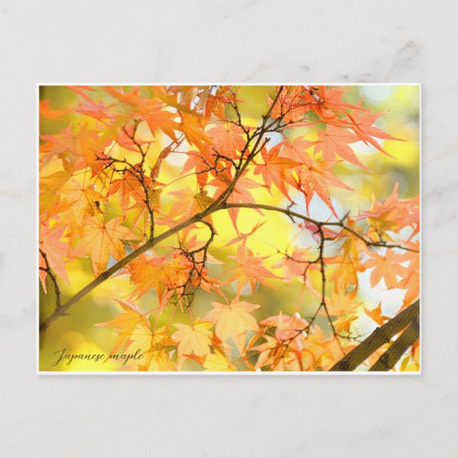Japanese Maple: Autumn Leaves Vykort (Framsida)