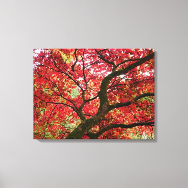 Japanese Maple Canvas Print (Framsida)