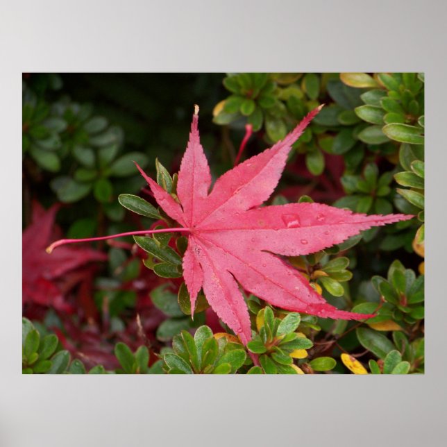 Japanese Maple Leaf Poster (Framsidan)