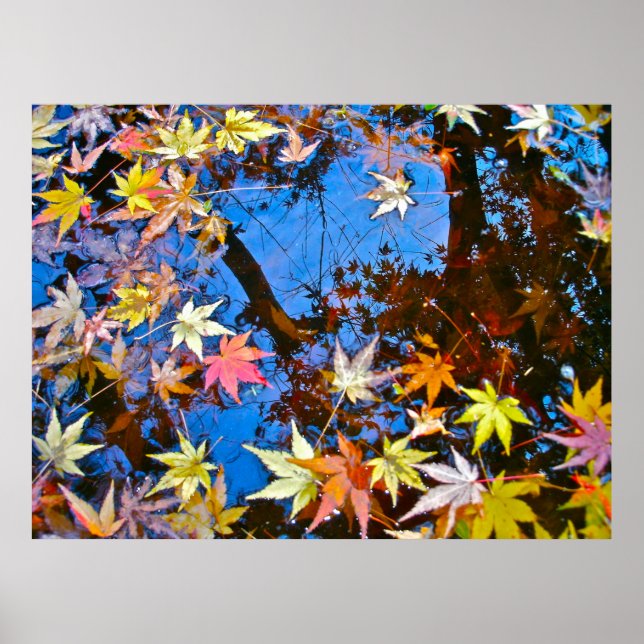 Japanese Maple Reflections Poster (Framsidan)