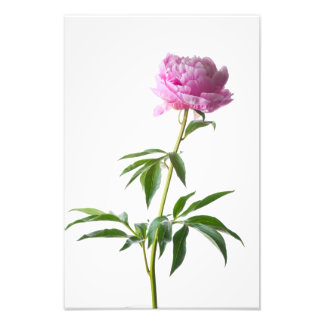 Japanese Peony Fototryck