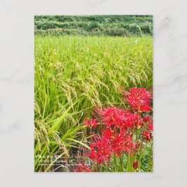 JAPANESE SHANGRI-LA [Postcard] Vykort