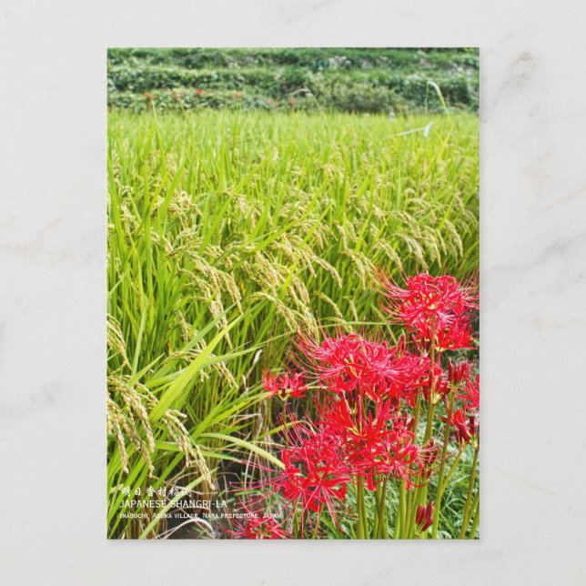 JAPANESE SHANGRI-LA [Postcard] Vykort (Framsida)