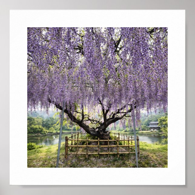 Japanese Wisteria – Art Print Poster (Framsidan)