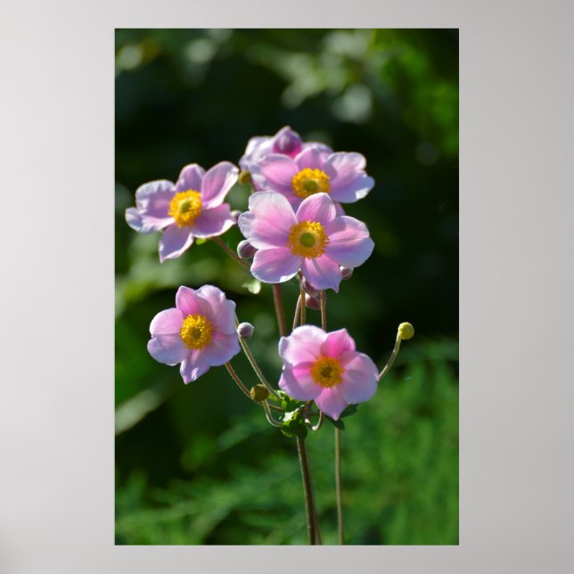 japanische Anemone rosa blühend im Garten,Nahaufn. Poster (Framsidan)
