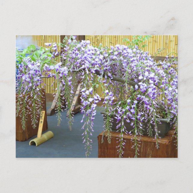 Japans landskap [vykort] vykort (Framsida)