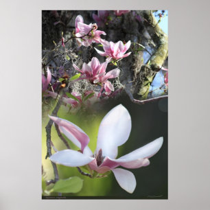 Japansk affisch -40x60 för Magnolia 2 - eller