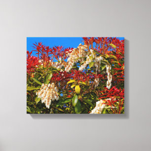 Japansk Andromeda Bonfire Canvastryck