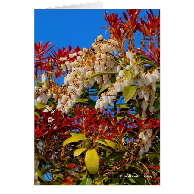 Japansk Andromeda Bonfire Hälsningskort (Framsidan)