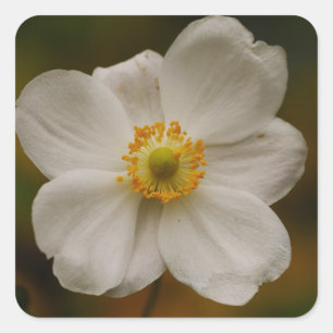Japansk Anemone Sticker Fyrkantigt Klistermärke