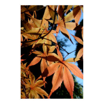 Japansk apel (2) - Floralfotografi