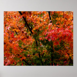 Japansk apel i Fall Poster