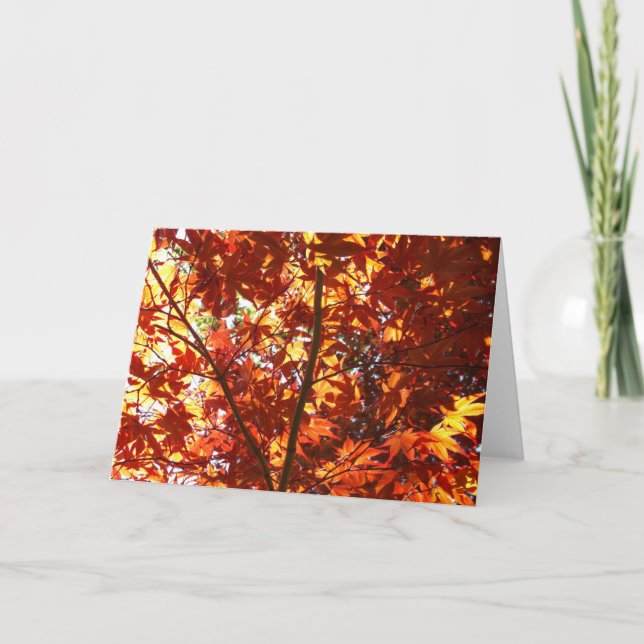 Japansk apel i Sol Kort (Framsida)