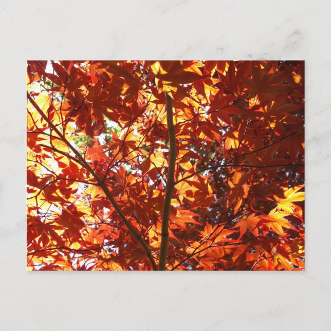 Japansk apel i Sol Vykort (Framsida)