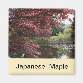 Japansk apel i Van Dusen Garden Magnet