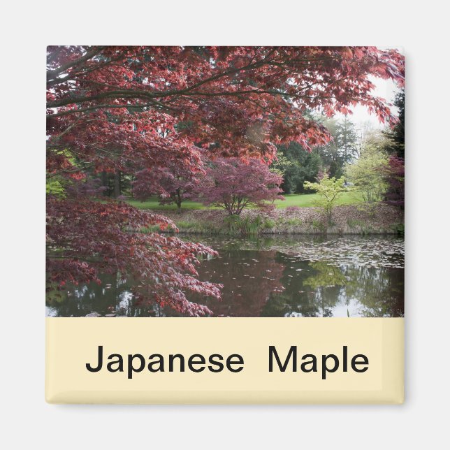 Japansk apel i Van Dusen Garden Magnet (Framsidan)