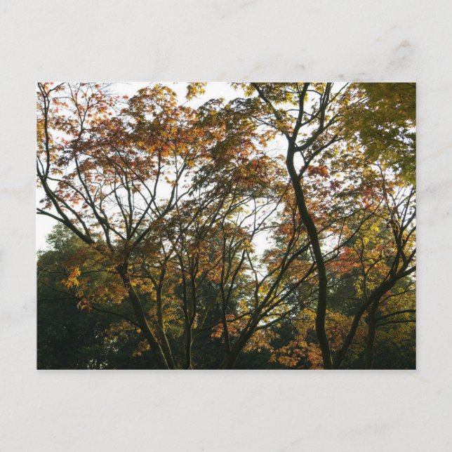 Japansk apel på hösten vykort (Framsida)