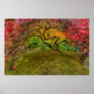 Japansk apel träd under hösten färg poster