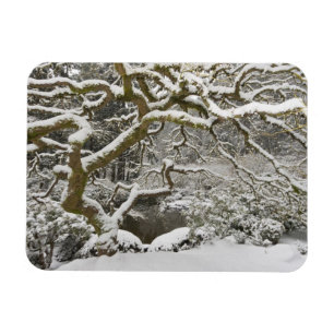 Japansk apelmussla med Snö Magnet