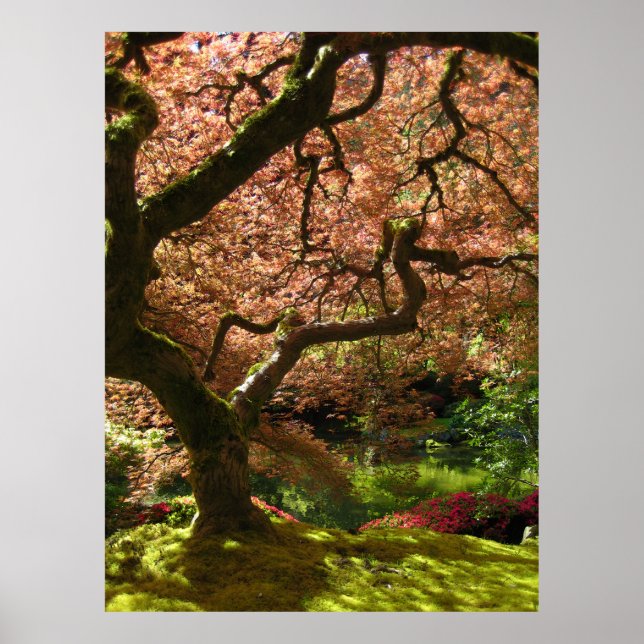 Japansk aple Acer Palmatum Portland Garden Poster (Framsidan)