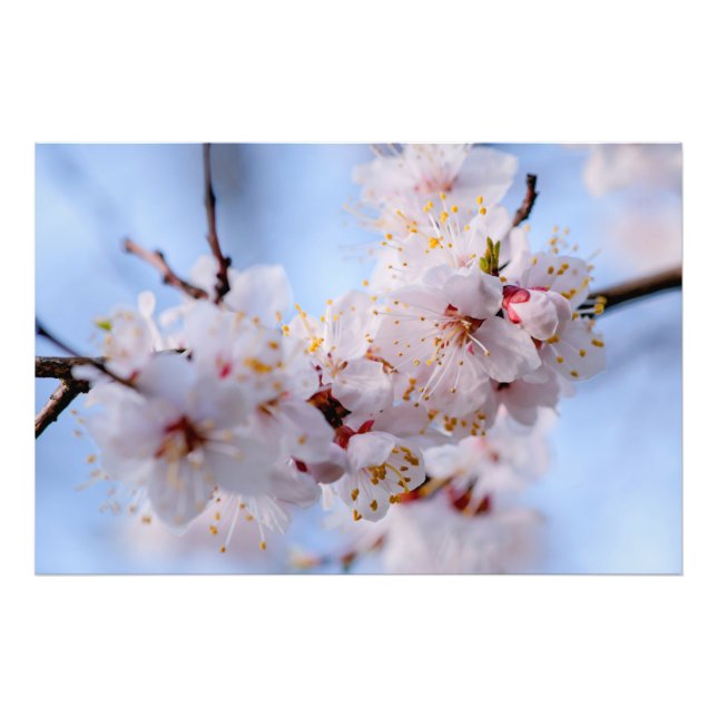 Japansk Apricot-Blommar Fototryck (Framsidan)